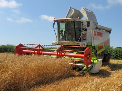 Claas Lexion Combine harvesting organic oats