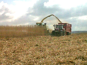Miscanthus being harvested by Luke Furse Contractors on 7th April 2012 using a 12 row easy collect header