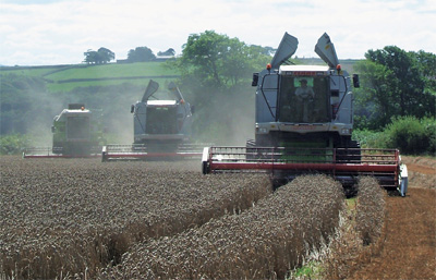 Winter Wheat being harvested at Dipper Mill, Shebbear, Devon by the 3 Claas Combines working as a team
